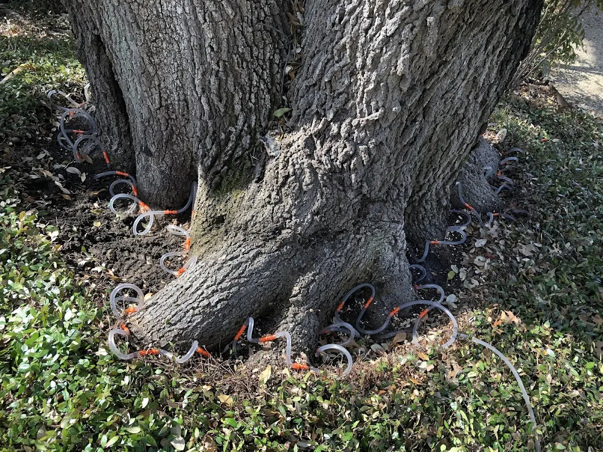 Detailed Tree Cabling and Bracing job site in Florissant