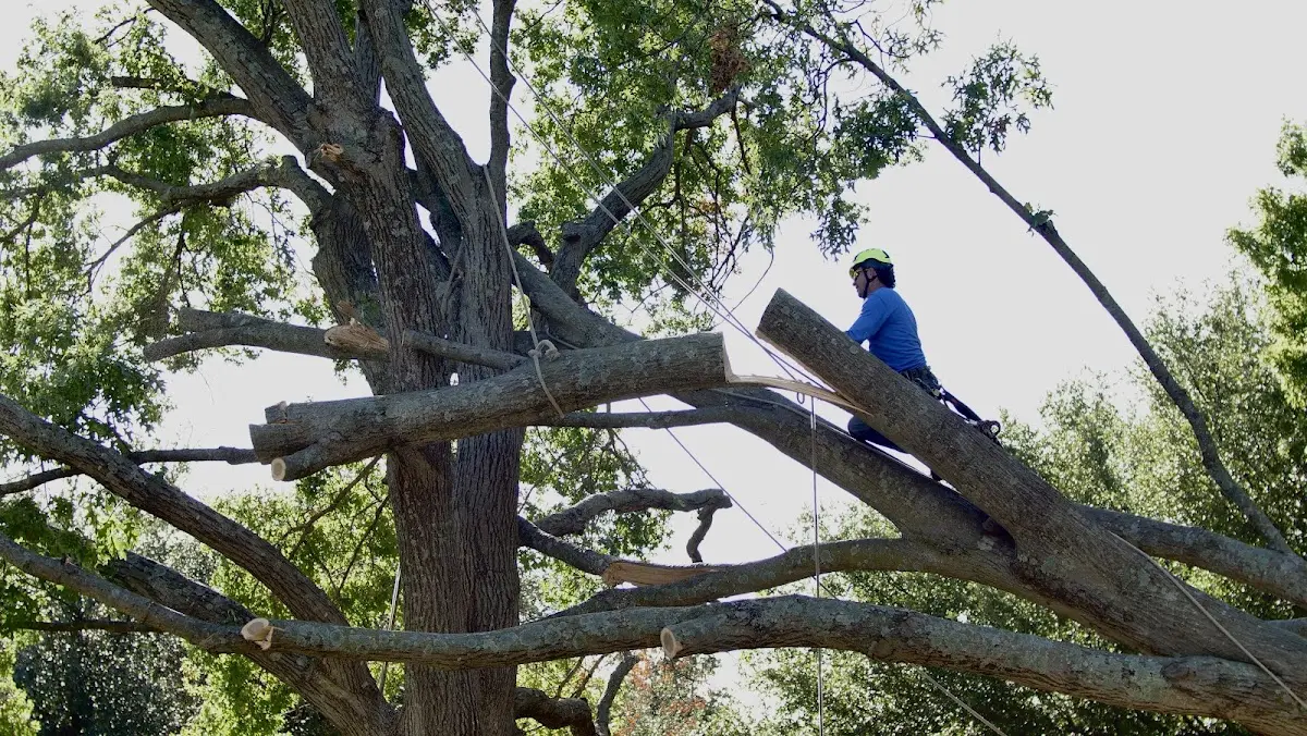 Professional Crown Thinning performed by certified arborists in Florissant
