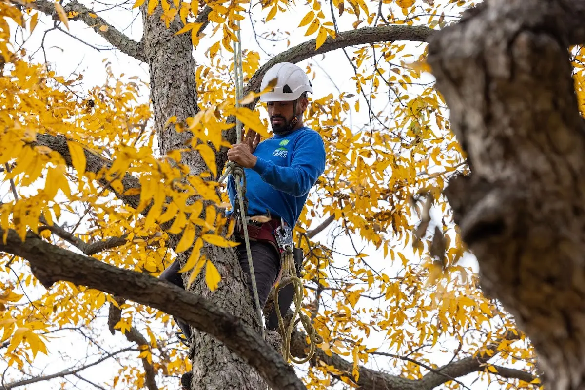 Skilled Tree Trimming crew working in Florissant