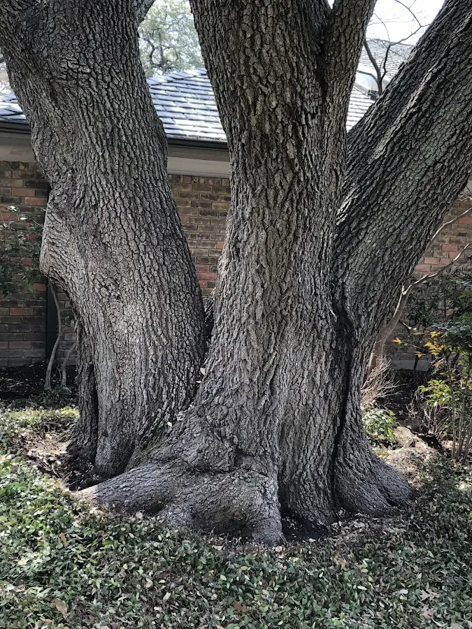 Mature heritage tree close to a Florissant property cared for by certified arborists